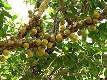 Ficus sansibarica httpsuploadwikimediaorgwikipediacommonsthu