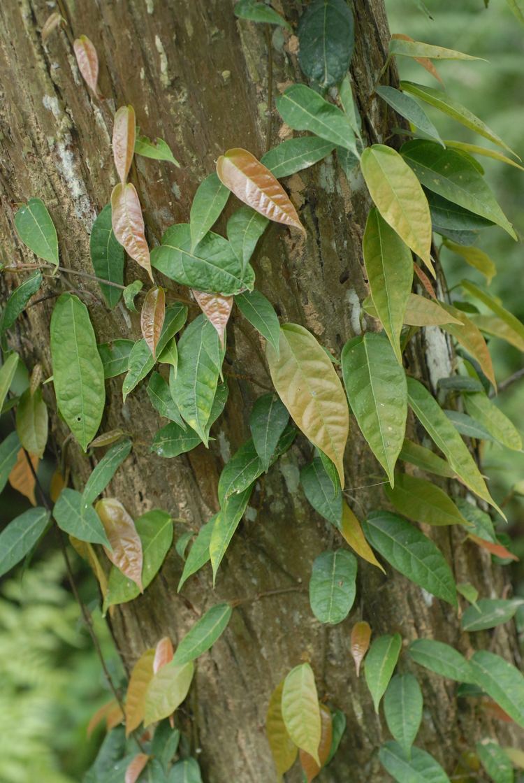 Ficus sarmentosa FileFicus sarmentosa pljjohnnyjpg Wikimedia Commons