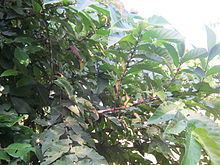 Ficus semicordata httpsuploadwikimediaorgwikipediacommonsthu
