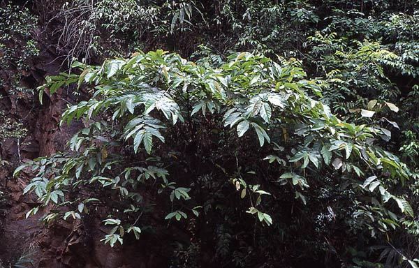 Ficus semicordata Moraceae