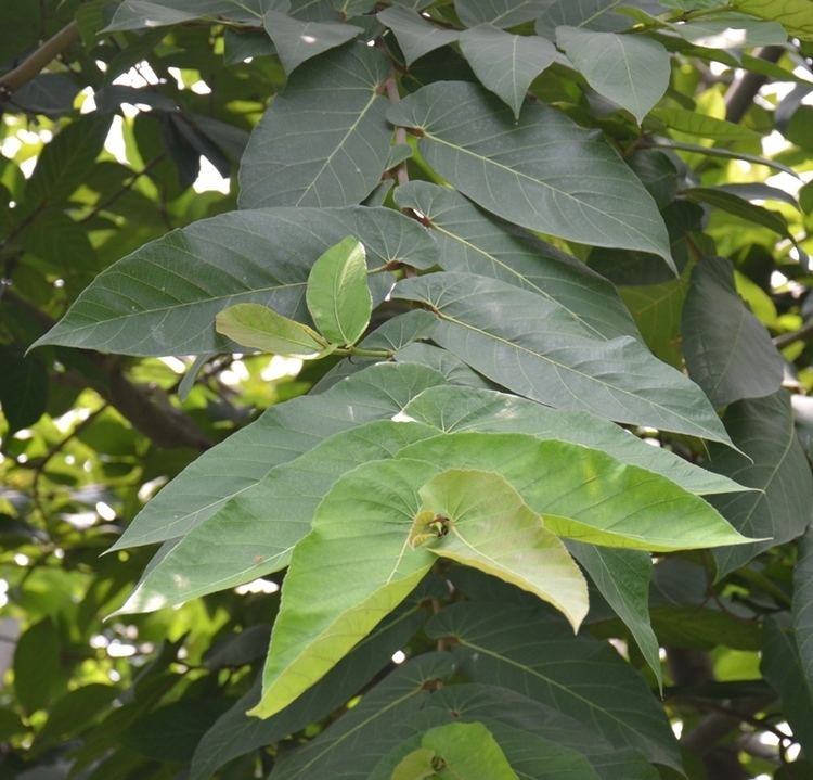 Ficus semicordata Specimen View