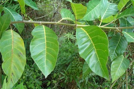 Ficus septica Ficus septica