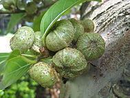 Ficus septica httpsuploadwikimediaorgwikipediacommonsthu
