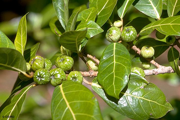 Ficus septica Factsheet Ficus septica