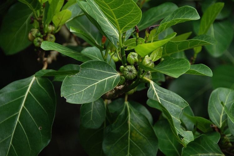 Ficus septica Open areas Vertical Garden Patrick Blanc