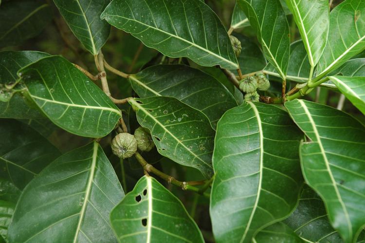 Ficus septica Ficus septica Moraceae image 32448 at PhytoImagessiuedu