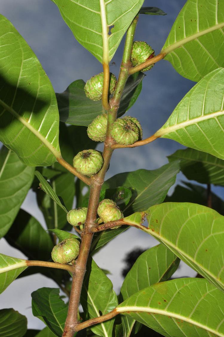 Ficus septica Ficus septica Moraceae image 34601 at PhytoImagessiuedu