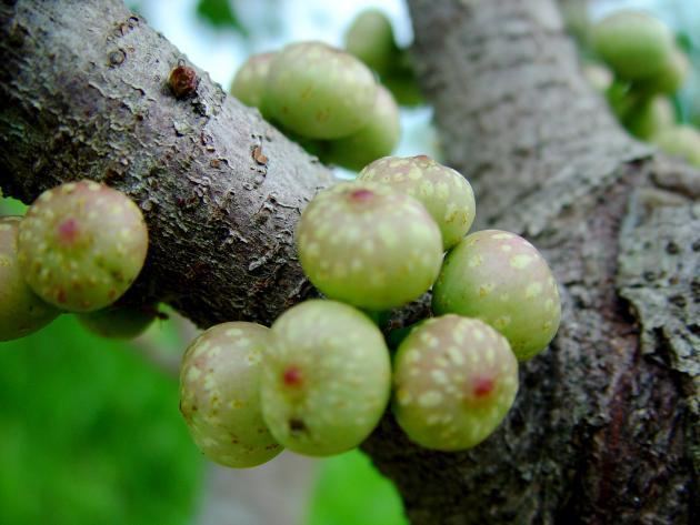 Ficus subpisocarpa Ficus subpisocarpa Gagnep