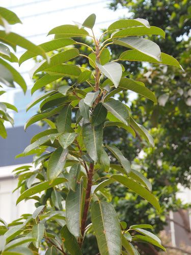 Ficus subpisocarpa Japanese Superb Fig Ficus subpisocarpa iNaturalistorg
