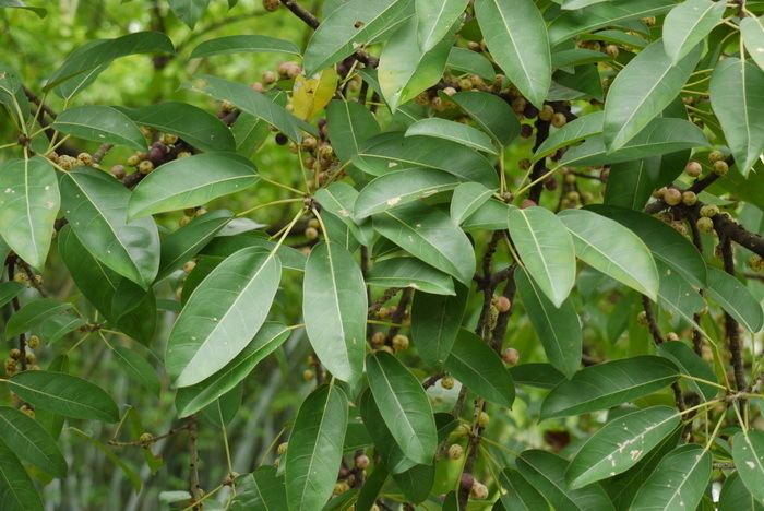 Ficus subpisocarpa Ficus subpisocarpa