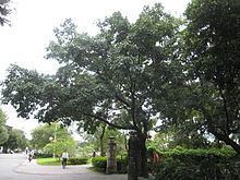 Ficus subpisocarpa httpsuploadwikimediaorgwikipediacommonsthu