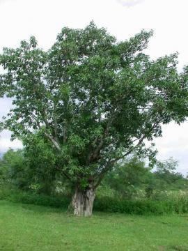 Ficus subpisocarpa Variety Ficus subpisocarpa Gagnep