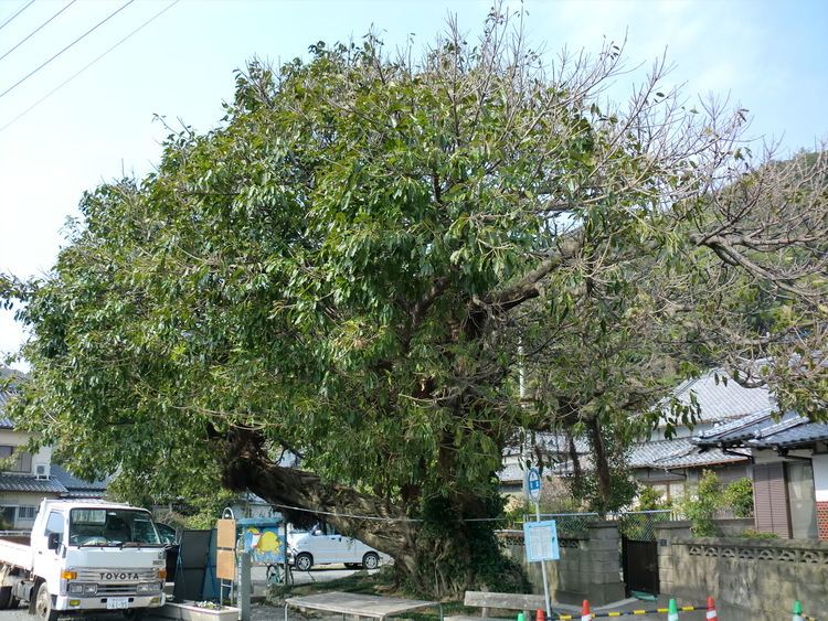 Ficus superba FileFicus superba Goshoura MakishimaJPG Wikimedia Commons
