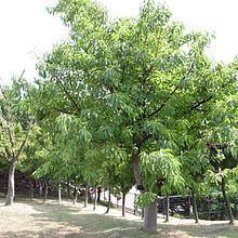 Ficus superba httpsuploadwikimediaorgwikipediacommonsthu
