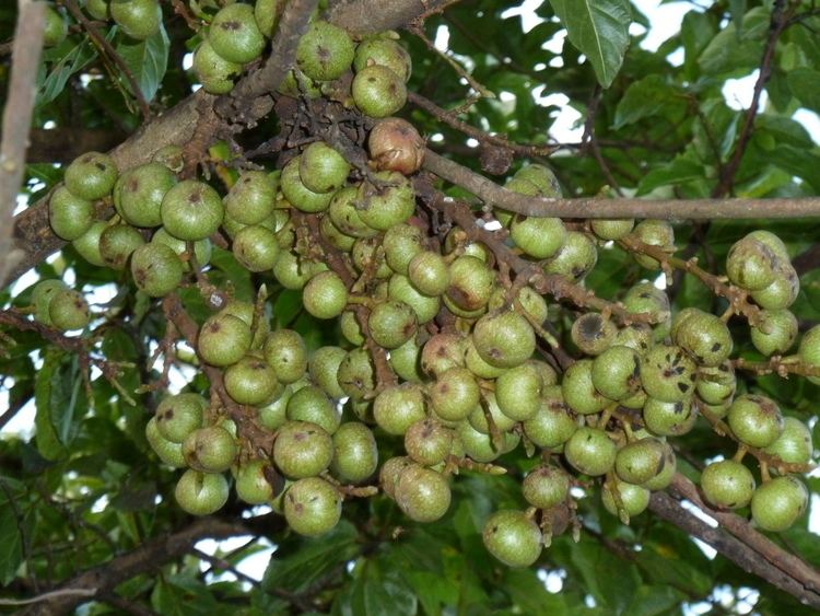 Ficus sur FileFicus sur vyetros Louwsburgjpg Wikimedia Commons