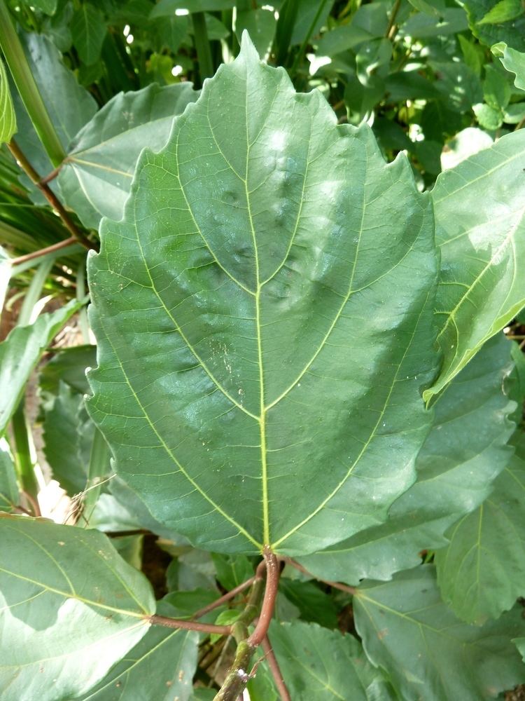 Ficus sur FileFicus sur blaarvorm Springbokparkjpg Wikimedia Commons
