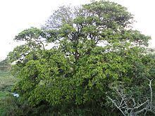 Ficus sur httpsuploadwikimediaorgwikipediacommonsthu