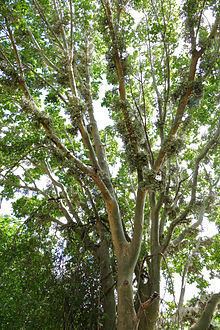 Ficus sycomorus httpsuploadwikimediaorgwikipediacommonsthu