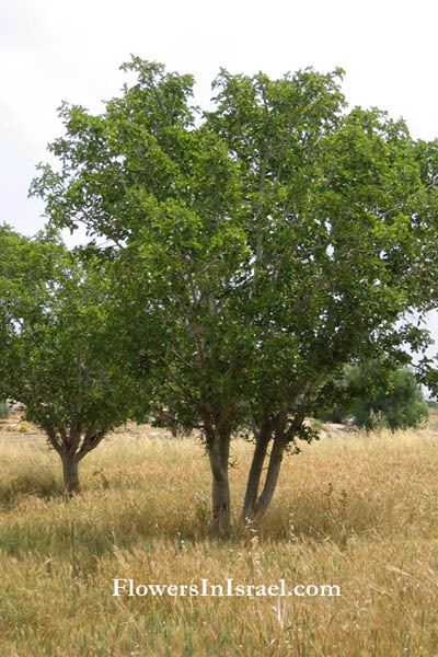 Ficus sycomorus Ficus sycomorus