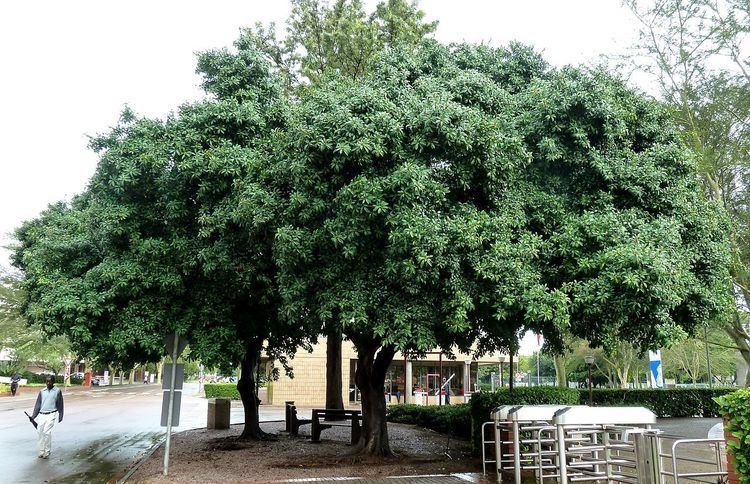 Ficus thonningii FileFicus thonningii habitus Tuksjpg Wikimedia Commons