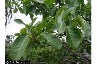 Ficus thonningii httpsplantsusdagovgallerystandardfith2001