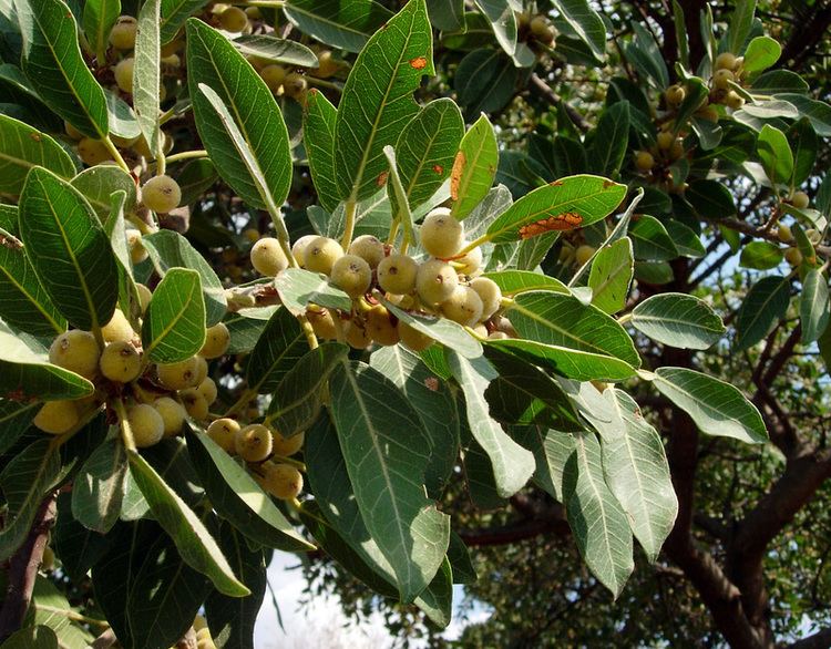 Ficus thonningii West African Plants A Photo Guide Ficus thonningii Blume