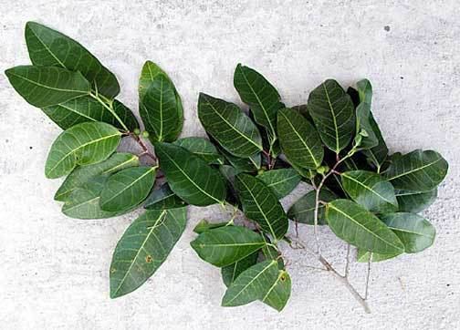 Ficus tinctoria Ficus tinctoria mati Dyer39s fig Higher Plants amp Ferns of the
