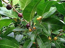 Ficus tinctoria httpsuploadwikimediaorgwikipediacommonsthu