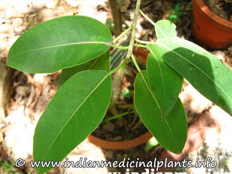 Ficus tinctoria Ficus tinctoria