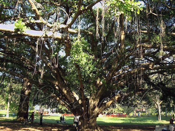 Ficus tinctoria Ficus tinctoria Dye Fig