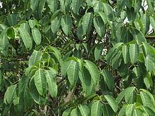 Ficus tsjahela httpsuploadwikimediaorgwikipediacommonsthu