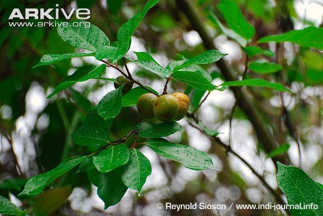 Ficus ulmifolia Ficus videos photos and facts Ficus ulmifolia ARKive