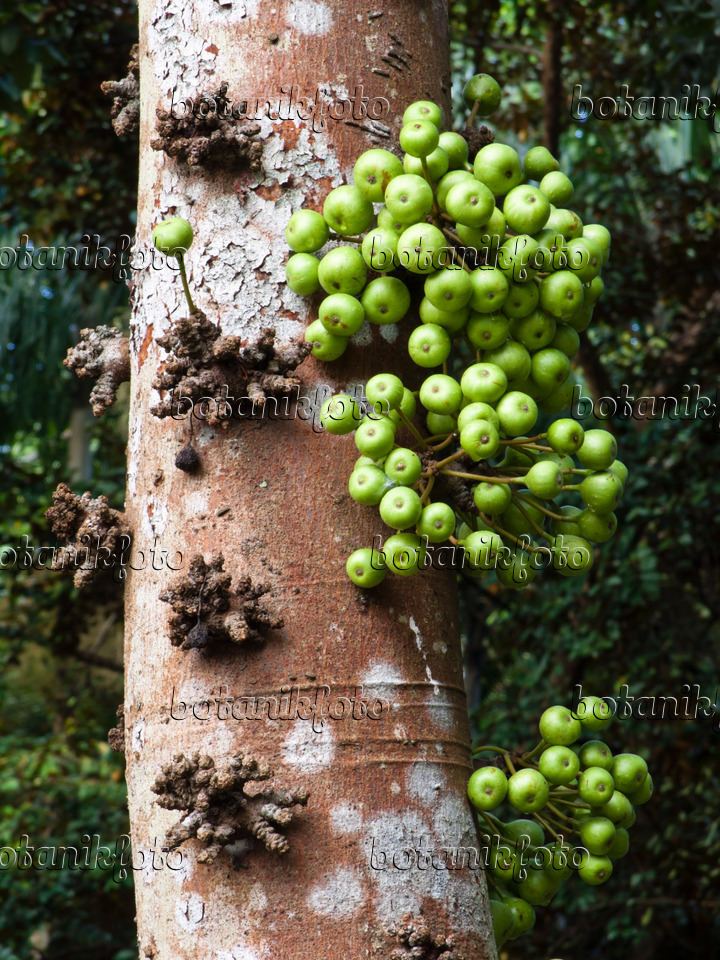 Ficus variegata (plant) Image Common red stem fig Ficus variegata 434273 Images and