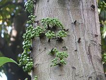 Ficus variegata (plant) httpsuploadwikimediaorgwikipediacommonsthu