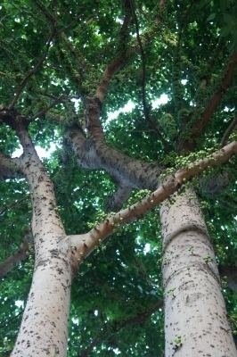 Ficus variegata (plant) Ficus variegata Useful Tropical Plants