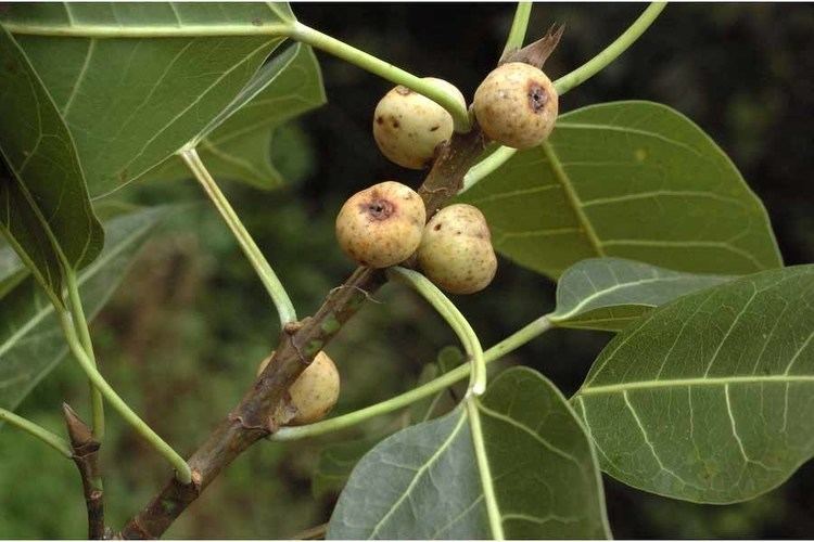 Ficus virens Ficus virens MORACEAE