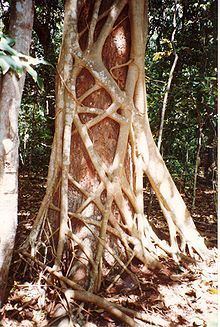 Ficus watkinsiana httpsuploadwikimediaorgwikipediacommonsthu