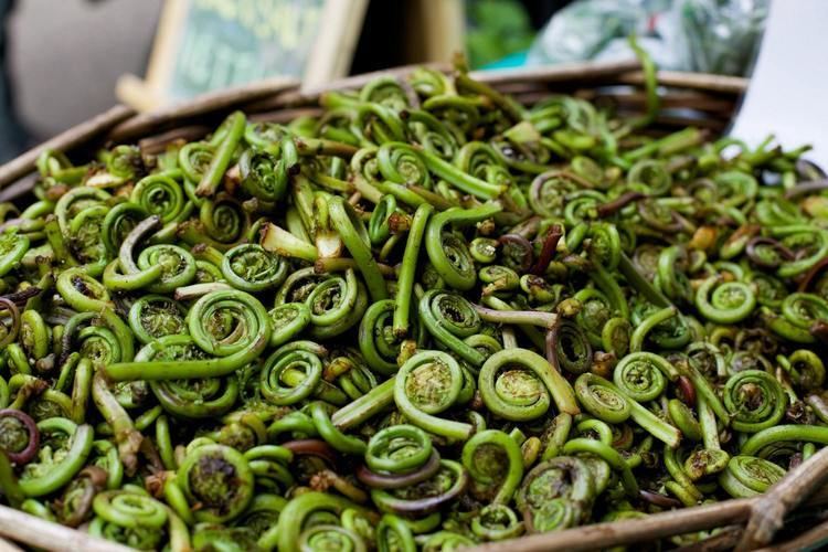 Fiddlehead fern Blink and You Might Miss Your Chance for Fiddlehead Ferns Kitchn