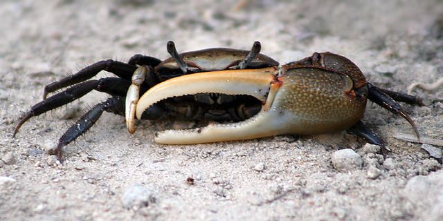 Fiddler crab The Brackish Tank Fiddler Crab Genus Uca Species U spp