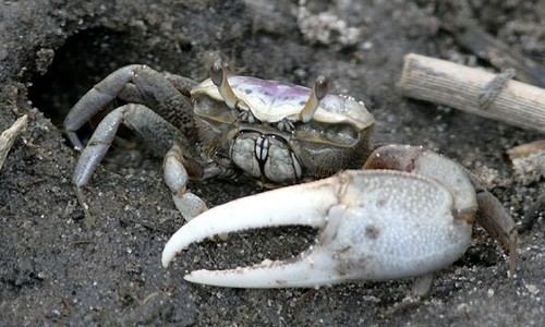 Fiddler crab Fiddler Crabs Chesapeake Bay Program