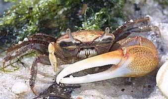 Fiddler crab Fiddler Crabs Genus Uca