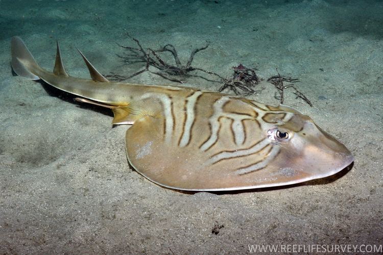 Fiddler ray Trygonorrhina fasciata