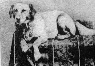 Fido (dog) The Origins of the Generic Dog Names Fido Rover and Spot