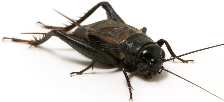 Field cricket - Alchetron, The Free Social Encyclopedia