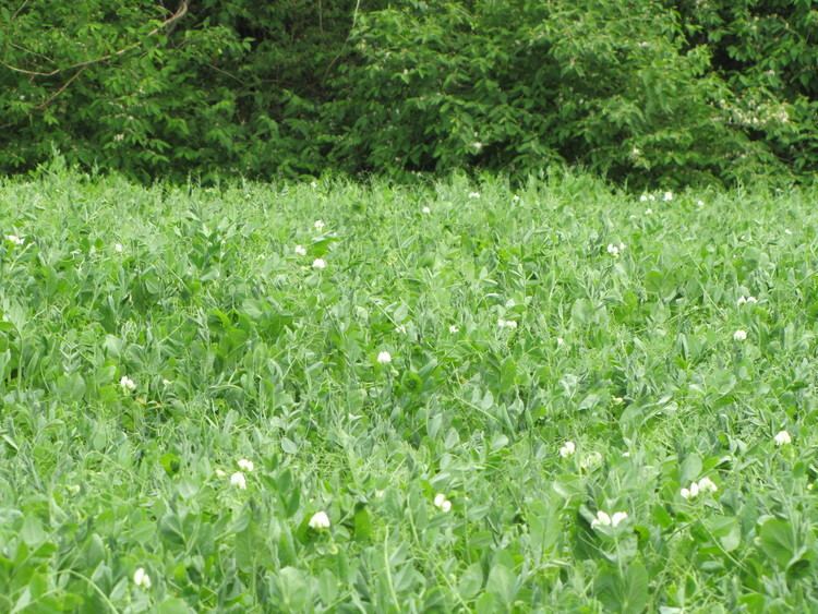 Field pea wwwjeinccomWebsitesjeincimagesIMG2431JPG