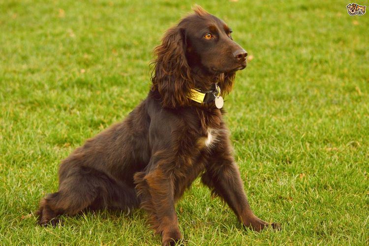 Field Spaniel Field Spaniel Dog Breed Information Facts Photos Care Pets4Homes