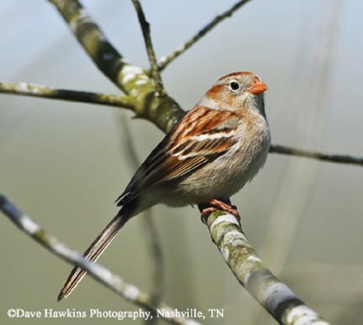Field sparrow Tennessee Watchable Wildlife Field Sparrow