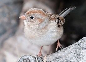 Field sparrow Field Sparrow Identification All About Birds Cornell Lab of