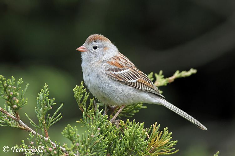 Field sparrow Field Sparrow Photos Photographs Pictures