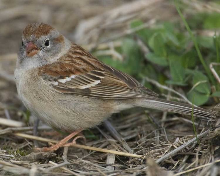 Field sparrow Field Sparrow Audubon Field Guide